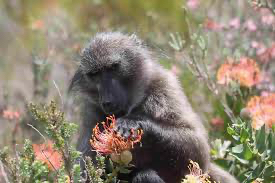 Garden vegetation in a baboon-affected area