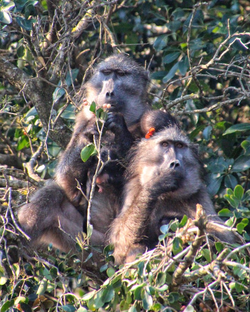 Chacma baboons in fynbos vegetation