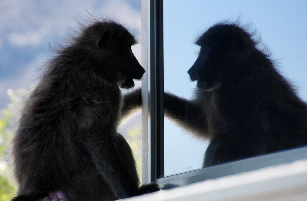 Baboons near a house window