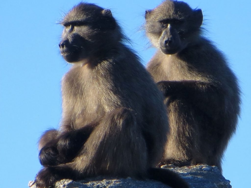 Baboon on a rocky coastal landscape