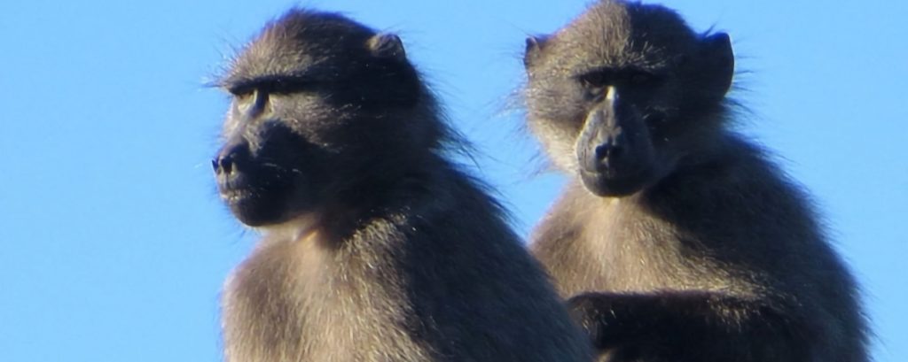 Baboon on a rocky coastal landscape
