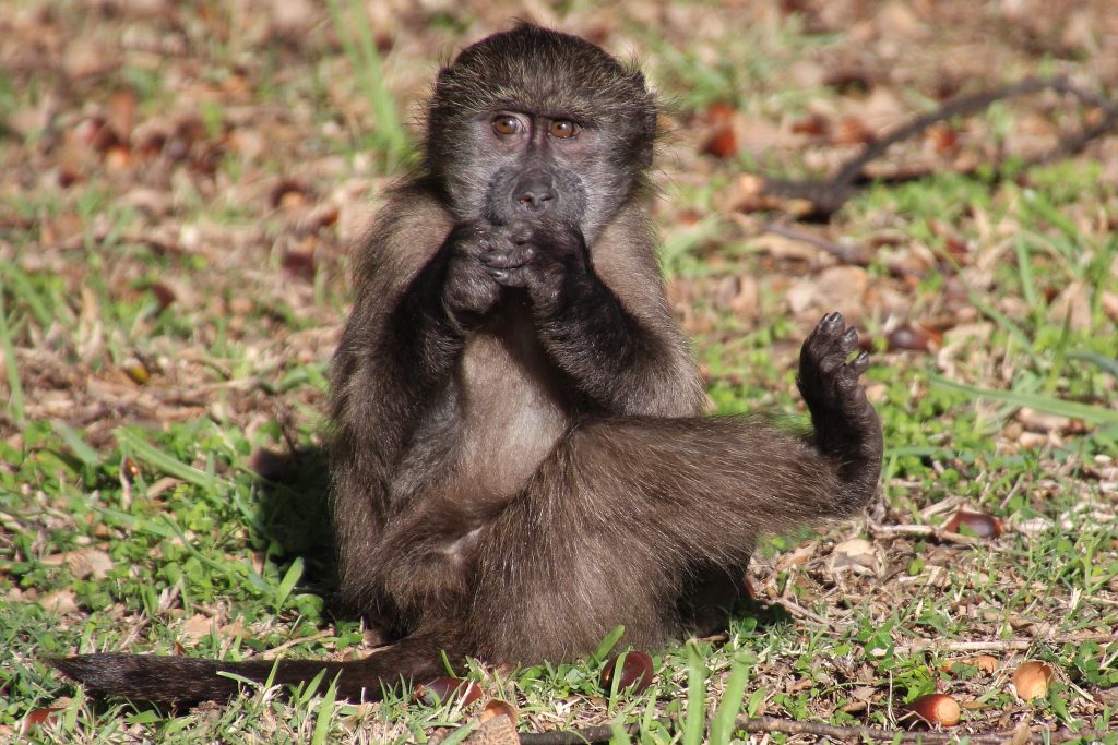 Chacma baboon on grass