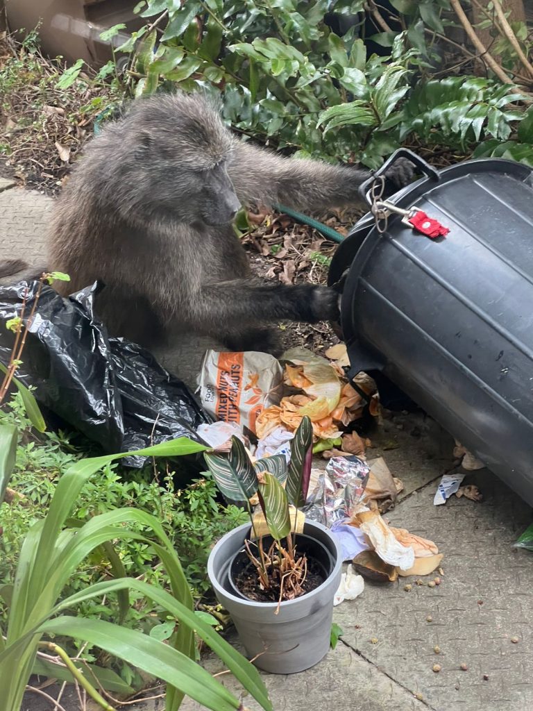 Baboon near a secured household bin
