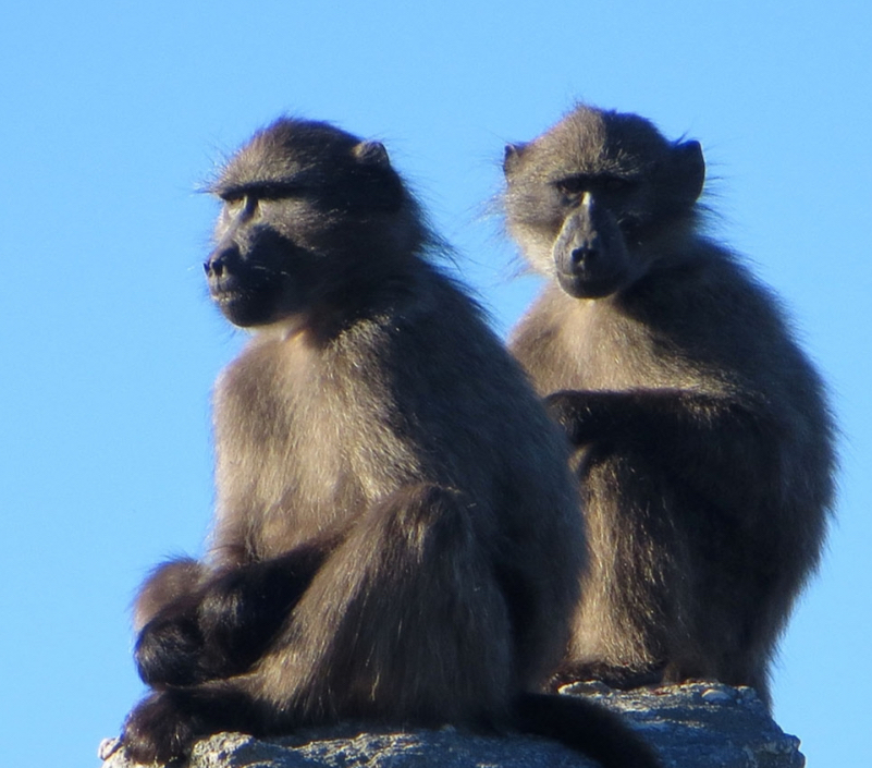 Two chacma baboons against blue sky