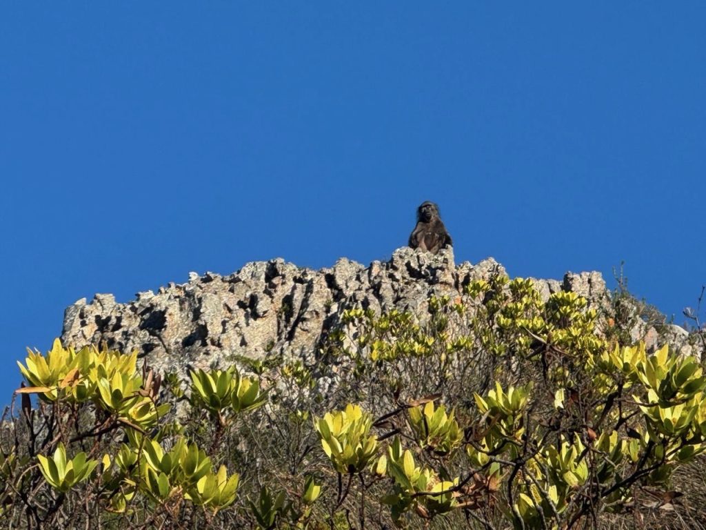 Chacma baboon on rocky fynbos ridge